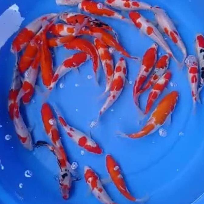 // IKAN KOI KOHAKU SANKE PAKET 15 EKOR *