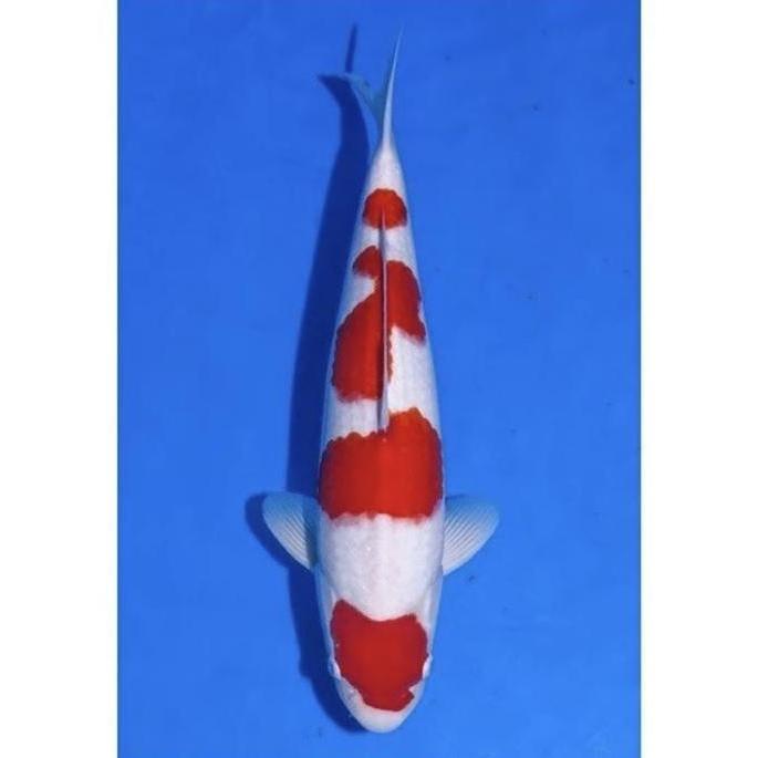 // IKAN KOI KOHAKU SANKE UK 30 CM PAKET 10 EKOR BERKUALITAS //