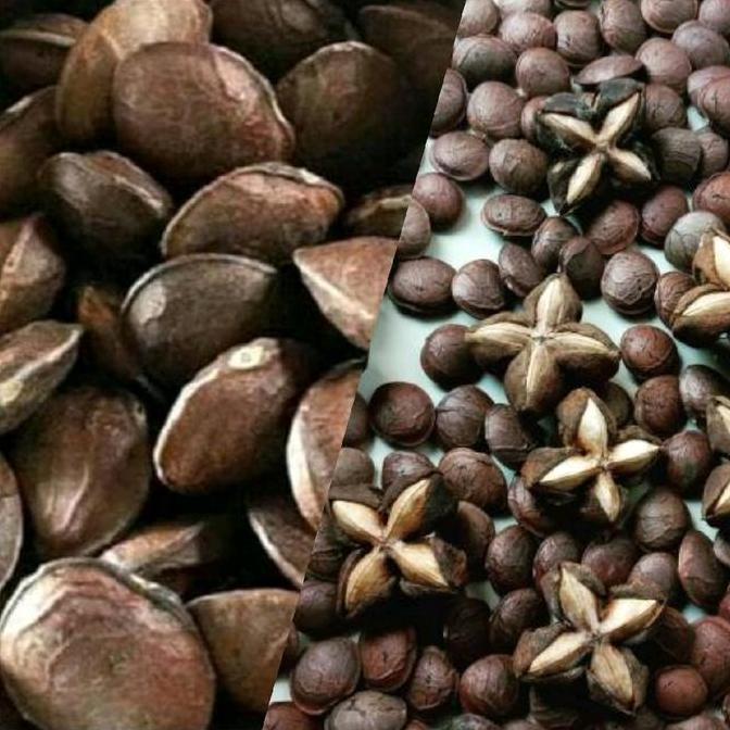 10 Butir Biji/Benih Kacang Sacha Inchi Tanaman Allshop