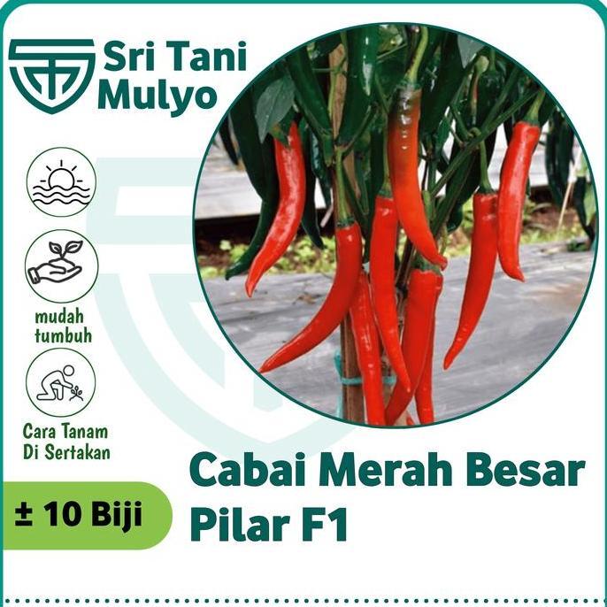 Isi 10 Butir) Benih Biji Cabe Merah Besar Pilar F1 (Tahan Panas) Panex Darmais Allshop