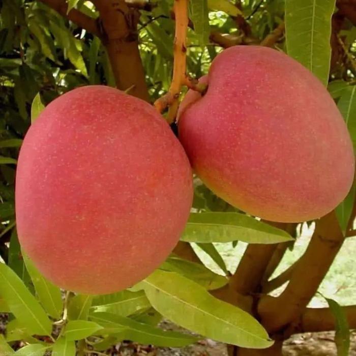 Bibit tanaman Mangga Miyazaki Original