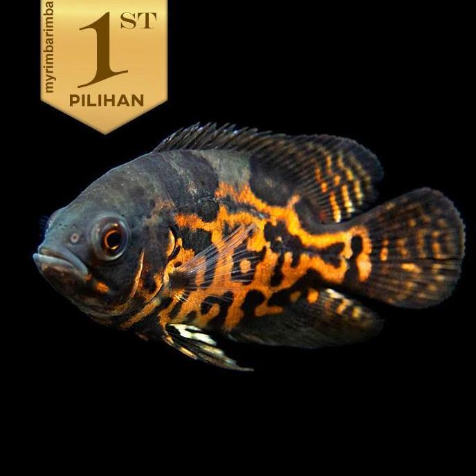 Oscar Tiger Batik Grade A Jumbo 12cm  Ikan Hias Predator Aquascape Hiasan Aquarium