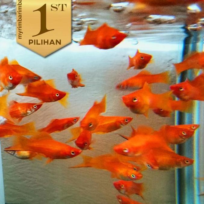 Paket Koloni (isi 10) Platy Pedang Merah Ikan Hias Aquascape Hiasan Aquarium Tanaman Air