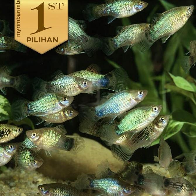 Pasukan (isi 10) Platy Blue Grey Metalic Ikan Hias Aquascape Hiasan Aquarium Tanaman Air