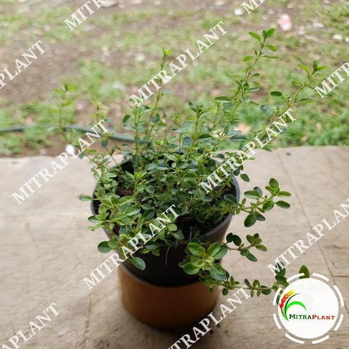 Bibit Tanaman Thyme - Tanaman Daun Thyme - Tanaman Herbal
