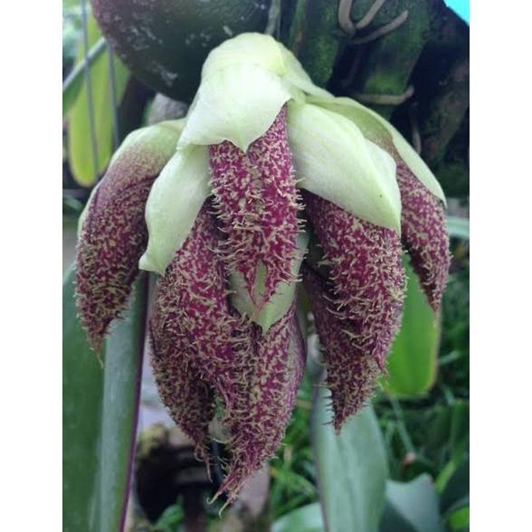 NEW Anggrek Dasi papua | bulbophyllum phalaenopsis ekonomis [terbaik][terlaris]
