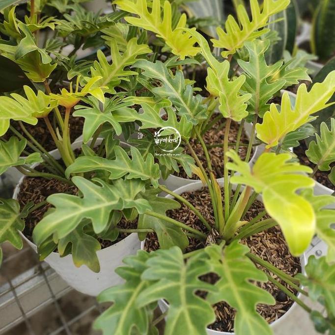Philodendron Xanadu Golden / Philo Xanadu Golden
