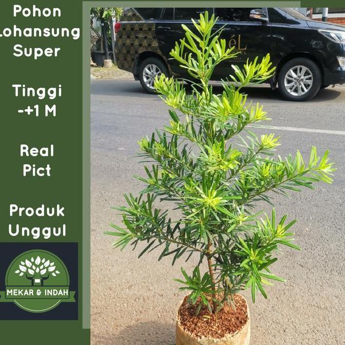 Tanaman hias lohansung taiwan / pohon lohansung BESAR kualitas satu