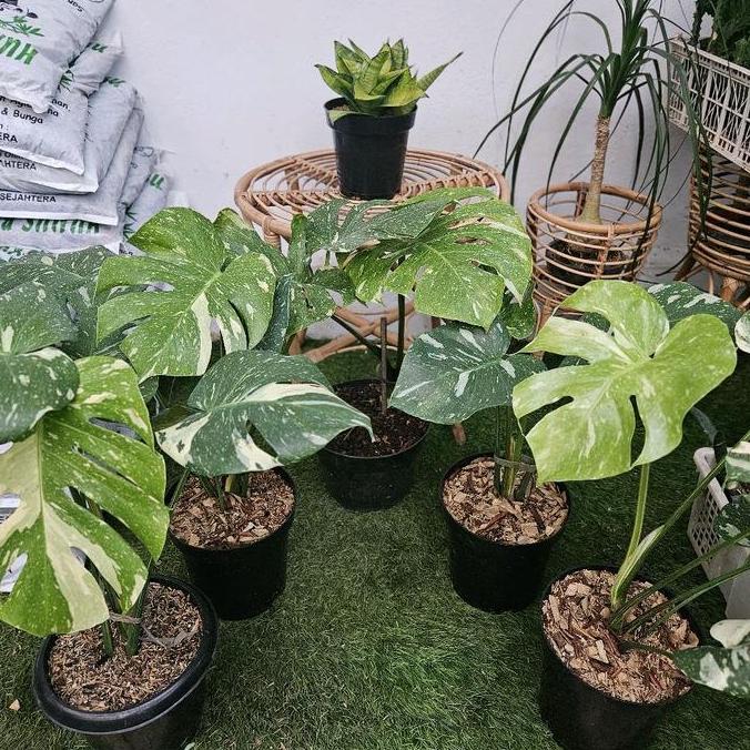 Monstera Thai Constellation / Monthai / Monstera