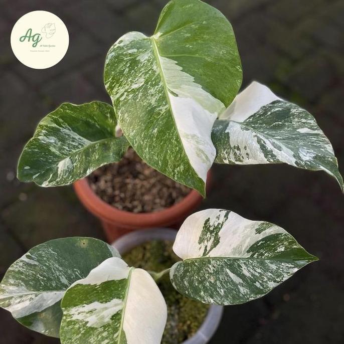 monstera variegata white tiger