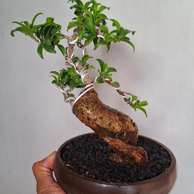 Bonsai Mame Kimeng Bogel