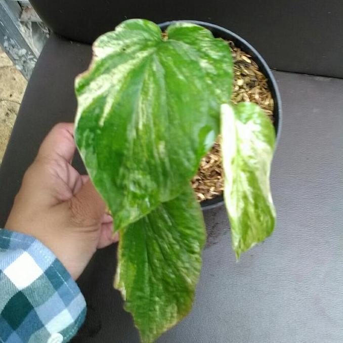 Tanaman Hias Amydrium Zippelianum Variegated Amydrium Variegata