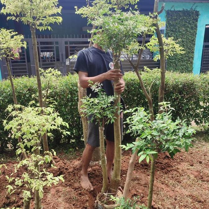pohon bonsai putri salju/tanaman bonsai putri salju