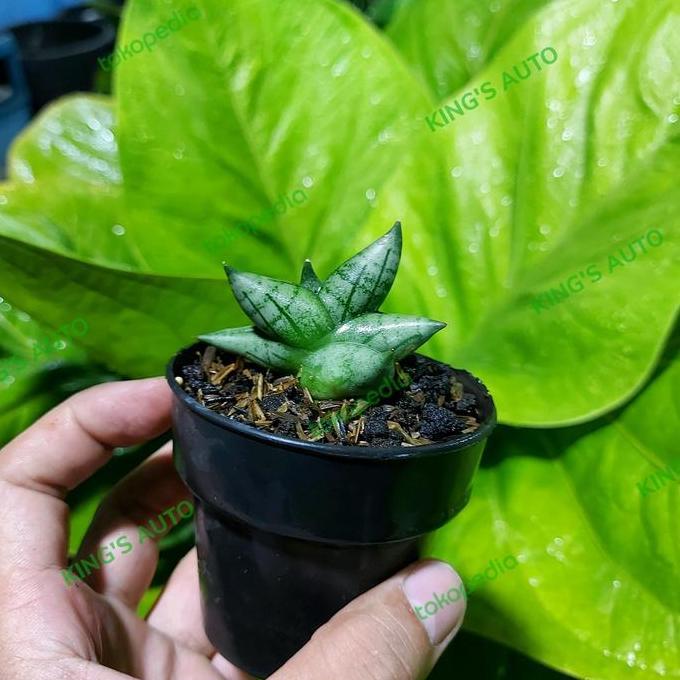 SANSE / SANSEVIERIA BONCEL NEW CLONE SILVER 16112022