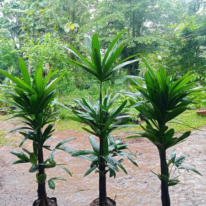 Tanaman hias palem regu | pohon palem regu
