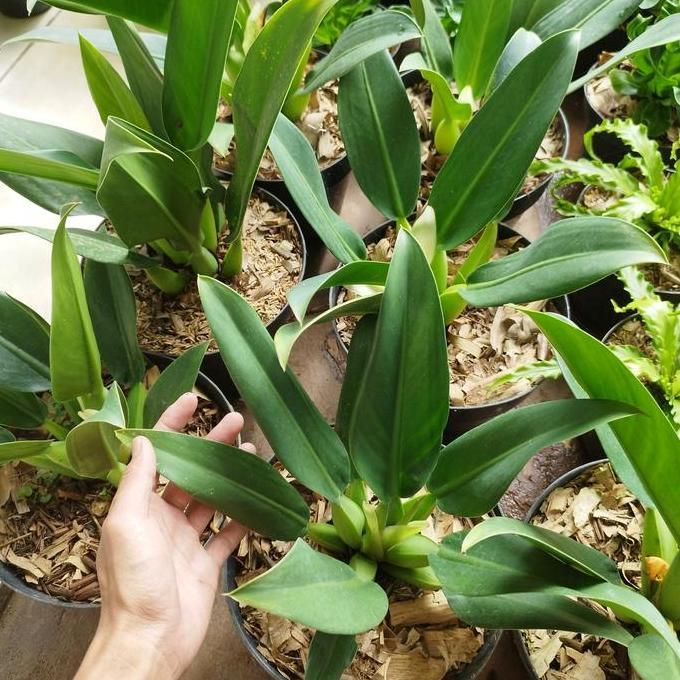 tanaman philodendron eceng katak martianum - Philo eceng gondok