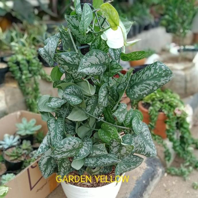 Best Seller Tanaman Hias Scindapsus / Rimbun / Big Size + Pot Tawon Premium