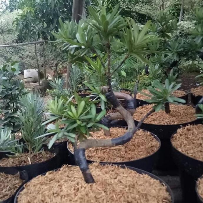 Mame Bonsai Lohansung/Lohansung Pucuk Merah