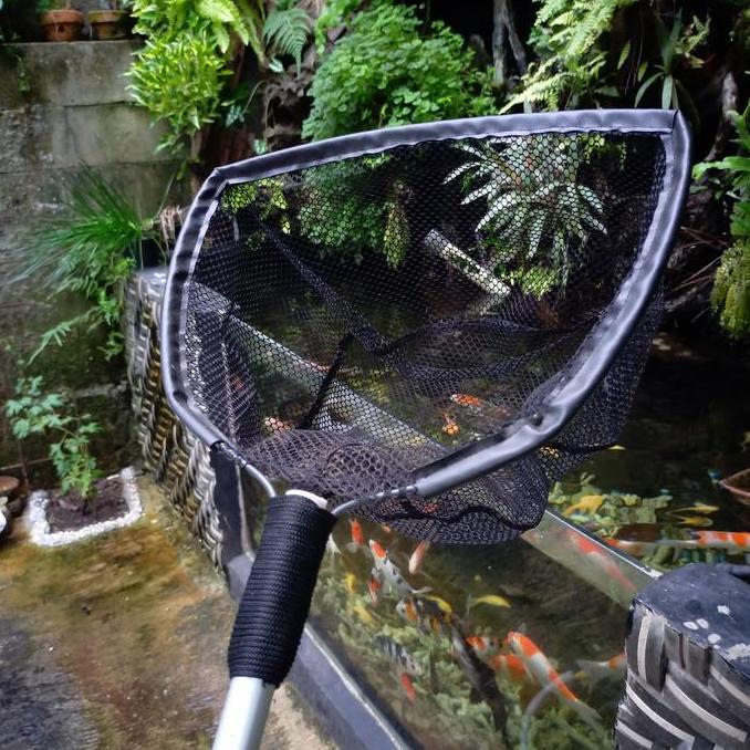 SESER IKAN KOI BESAR SEROKAN IKAN BESAR KOLAM