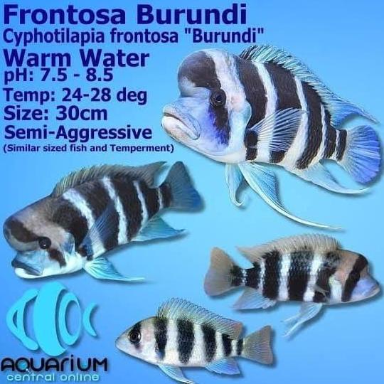 (7 CM) FRONTOSA BURUNDI CICHLID