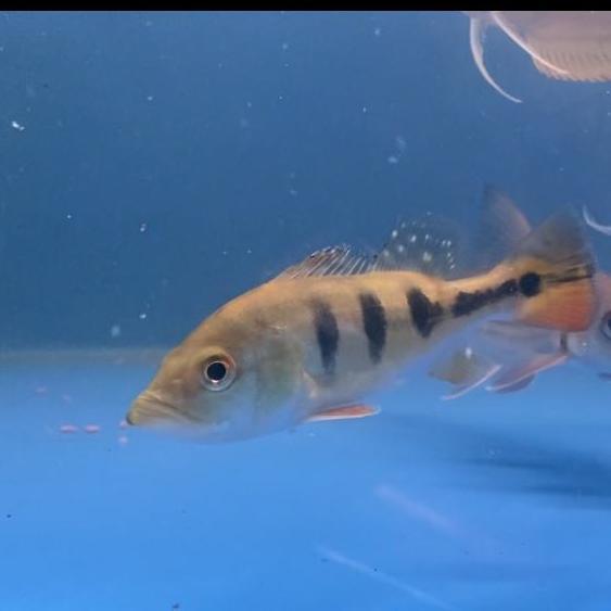PBASS MONOCULUS PREDATOR FISH
