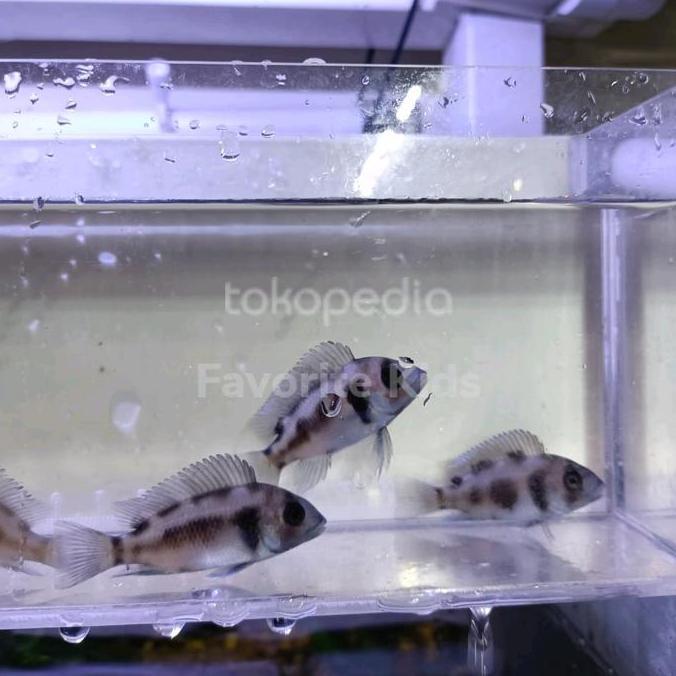 FRONTOSA BLACK WIDOW / FRONTOSA CICHLID BLACKWIDOW HIASAN AQUARIUM