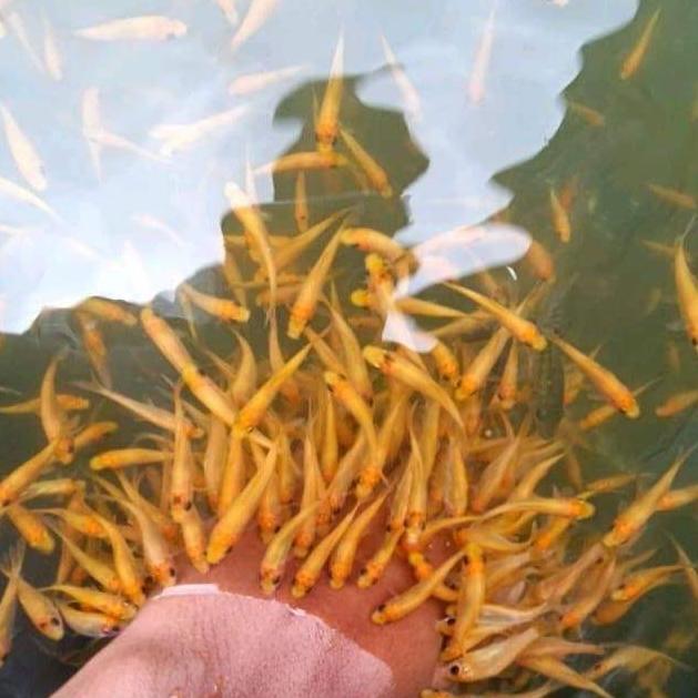 IKAN TERAPI LEMON PAKET 50 EKOR