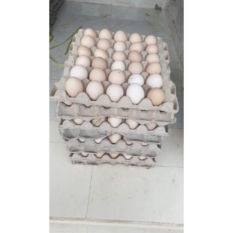 TELUR AYAM KAMPUNG ASLI FRESH PERBUTIR ( KUB konsumsi )