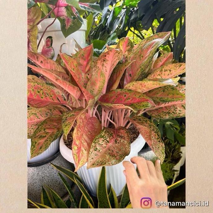 Best Seller Aglonema Rimbun Aglonema Big Roy Lulaiwan Only 1 Pot Putih 45Cm Premium
