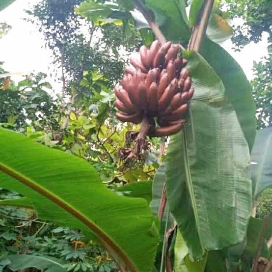 bibit pisang merah / susu merah / kidang ASLI MMZ