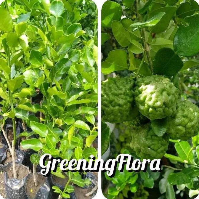 Parque - [Cod] Bibit Jeruk Purut Okulasi Bibit Daun Jeruk Daun Bumbu Masak