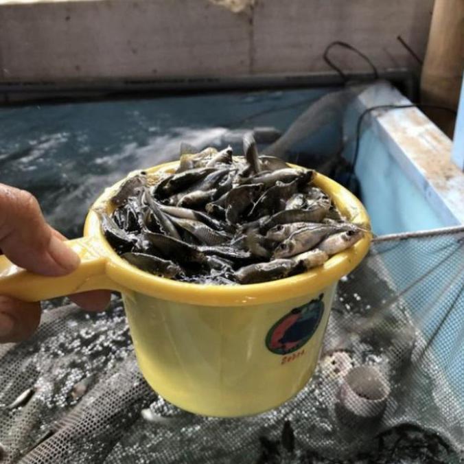 Ikan Cere Laut Pakan Ikan Predator