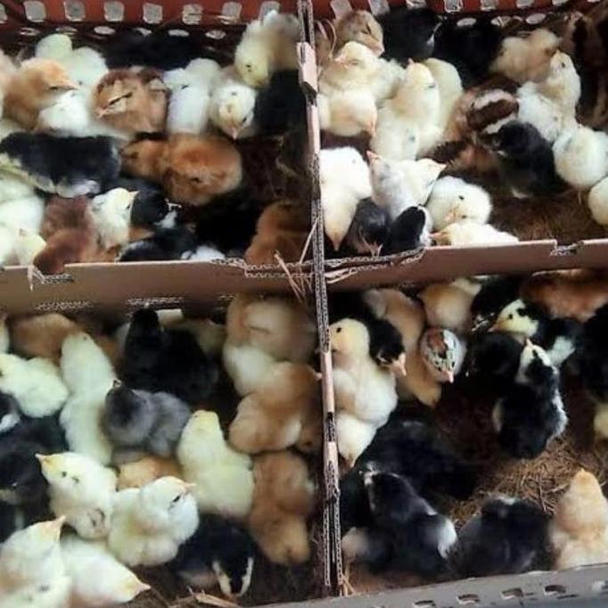 Anak Ayam Kampung Asli Hidup Top Grade Beli 10 Free Pur Ayam