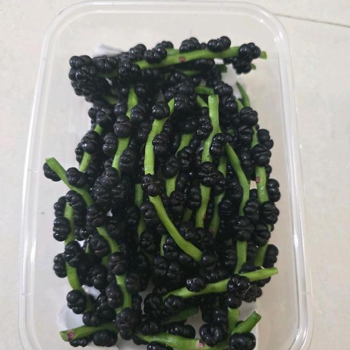 tanaman buah angkung segar organik