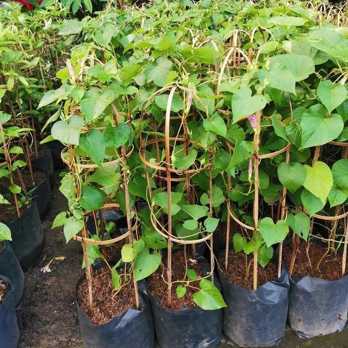 Gard- Tanaman Alamanda Kuning/ Alamanda Merah/ Alamanda Putih/ Alamanda Ungu