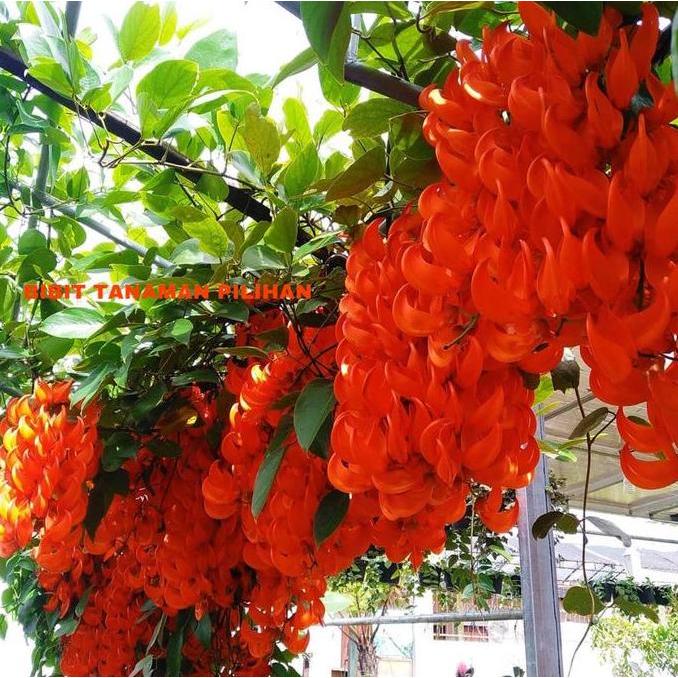 BIBIT FLAME OF IRIAN MERAH API ORANGE TANAMAN BUNGA RAMBAT KUAT PANAS