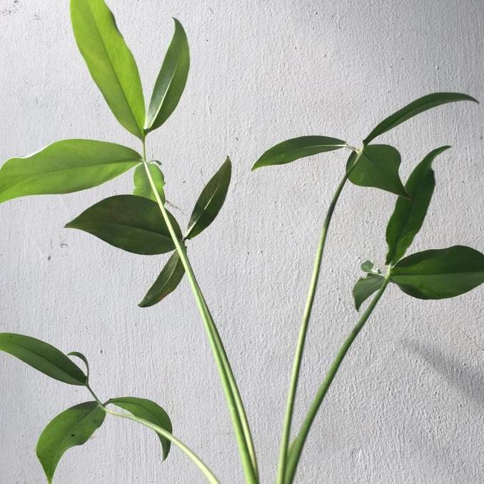 Tanaman Hias Philodendron Goeldii bibit