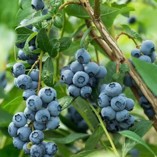 Tanaman Bibit Langka Blueberry Original