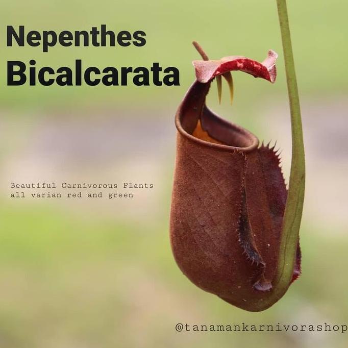 Nepenthes Bicalcarata Tanaman Karnivora Kantong Semar ( Tanaman Hias )