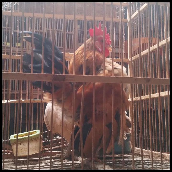 Harga Promo Ayam Serama Sepasang Indukan