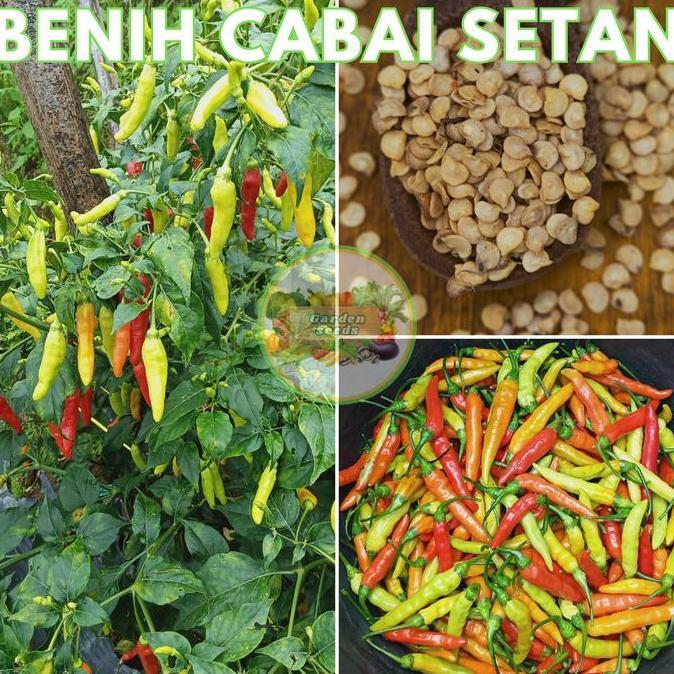 Promo Benih Bibit Sayuran Seribuan Varian Lengkap Mudah Tumbuh Tanaman Daun Kangkung Cabai Terong Ka