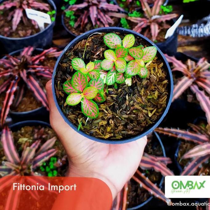 Promo Fittonia Import (Merah, Putih, Kuning) - Tanaman Terrarium Cod