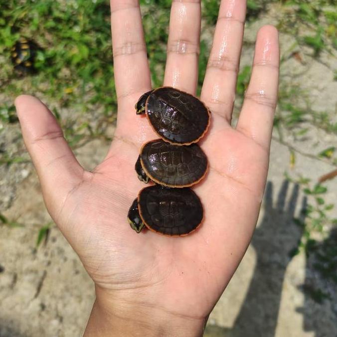 makanan kura kura dada merah kura kura damer