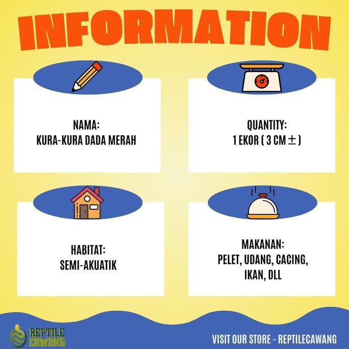 Kura Kura Dada Merah Damer Grade A