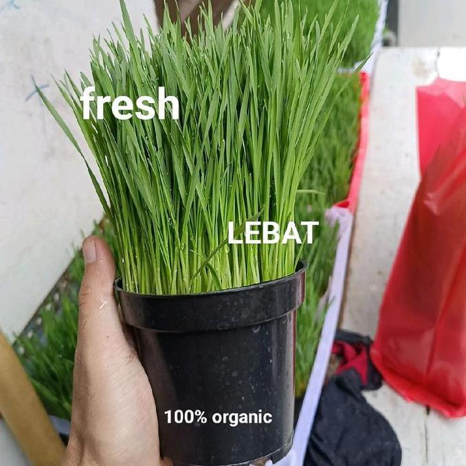 Gato - Rumput Kucing / Wheatgrass Siap Konsumsi