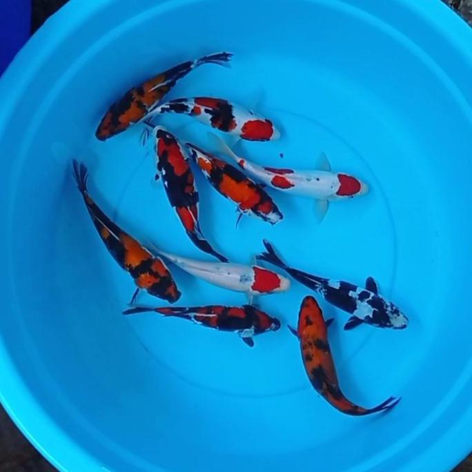 Fishgod- Ikan Koi Blitar Kohaku,Sanke,Utsuri,Shiro,Sho