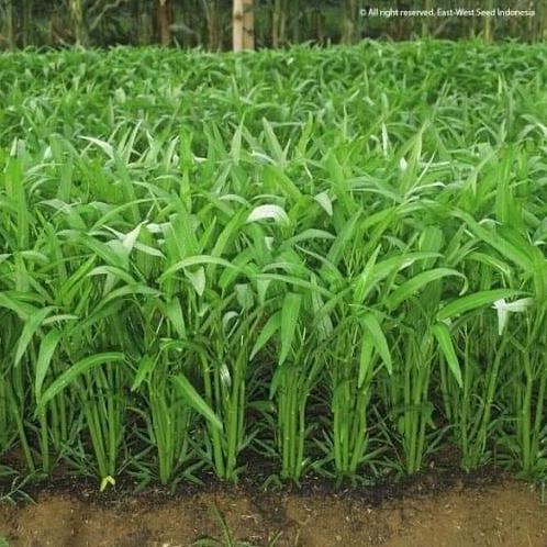 KANGKUNG BANGKOK SUPER 100 BIJI BENIH BIBIT KANGKUNG SUPER HIDROPONIK BERKUALITAS KANGKUNG SAYUR