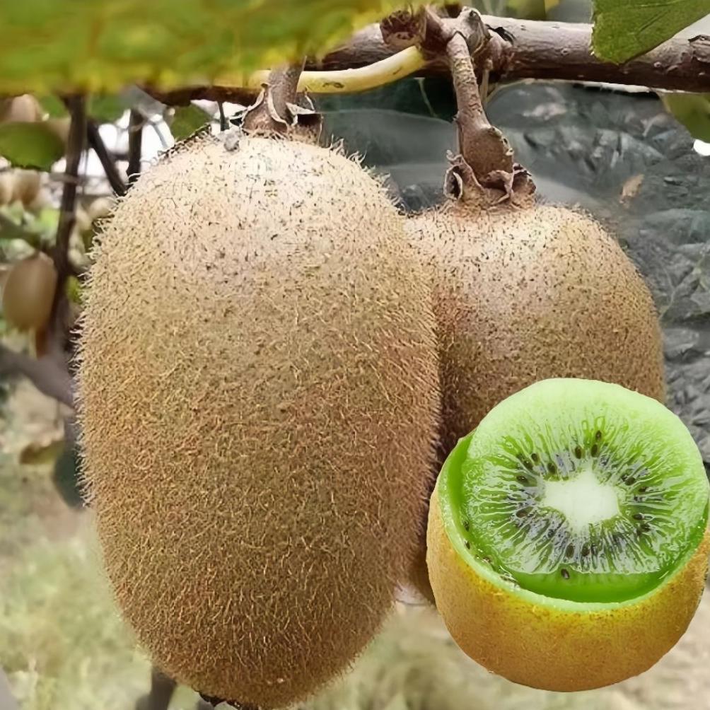 20 Biji Benih Buah Kiwi Madu Biji Benih Tanaman Buah Kiwi