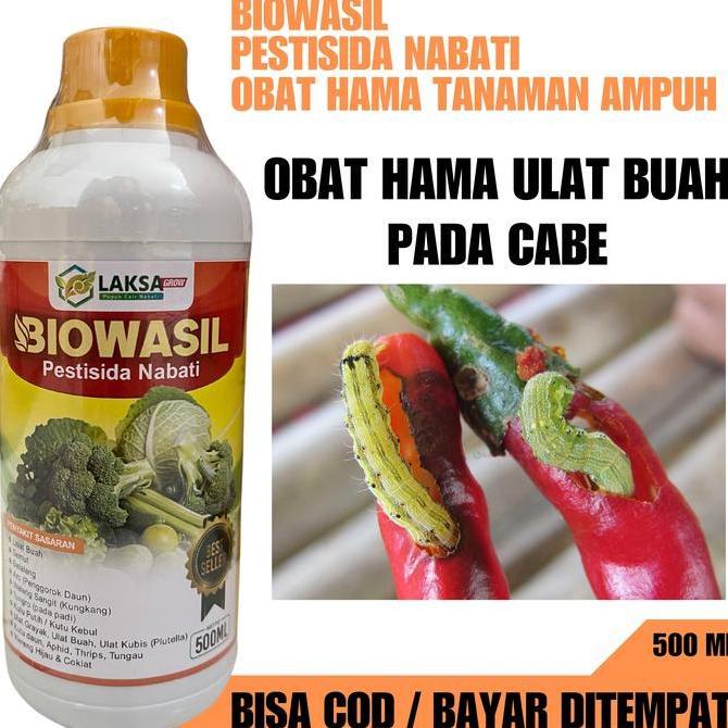 PALING LAKU OBAT HAMA ULAT CABE MERAH BIOWSAIL Pestisida Nabati Pembasmi Hama Ulat Cabe paling Ampuh