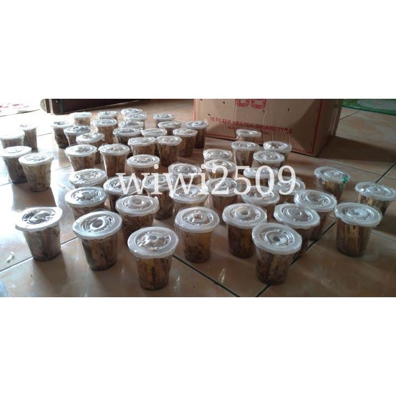 Rangas / Rayap / Poa